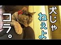 家に来て早数年。犬だった頃の猫が懐かしくてたまらない