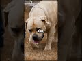 Rhodesian Ridgeback VS Boerboel #shorts