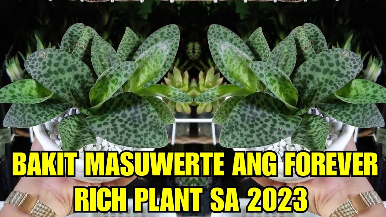 Bakit Masuwerte Ang Forever Rich Plant Sa 2023 YouTube bakit-masuwerte-ang-forever-rich-plant-sa-2023-youtube