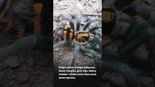 Species Highlight - Hapalopus Planetearth (Ecuadorian Crowned Tarantula)