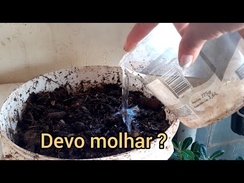 Vídeo: Devo colocar água na minha composteira?