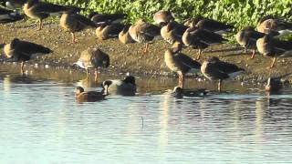 Falcated Duck in California