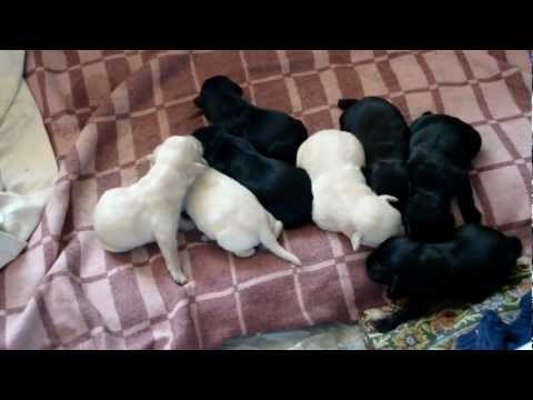 ჯენუსას პატარები