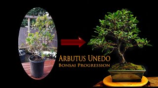 Arbutus Unedo  - Nursery Stock Strawberry Tree Bonsai 4yr Progression bonsai