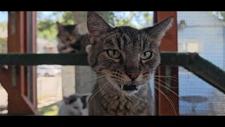 Touched By An Animal 2024_Grant Request