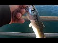 embacodero 🎣,calico,spottie,maceral aawrs1 dig it.