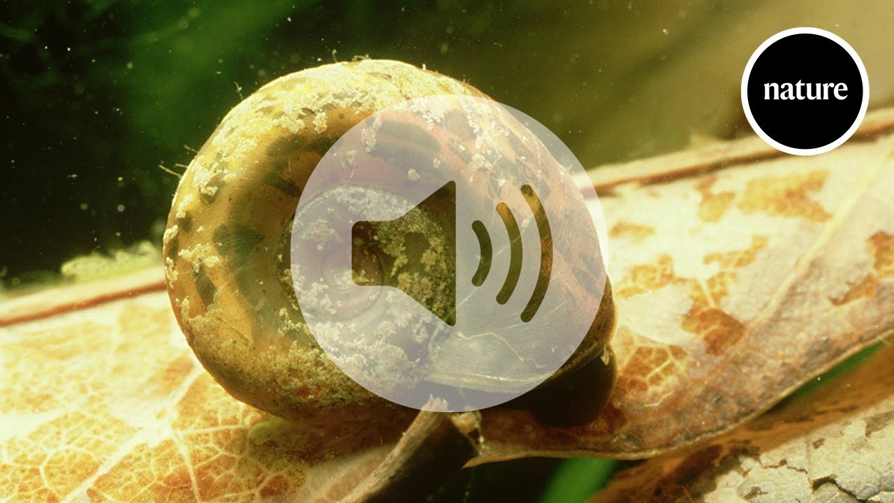 Disrupting snail food-chain curbs parasitic disease in Senegal - YouTube