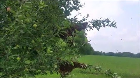 My first honey bee swarm capture