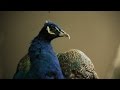 Peacock Behavior and Coloration