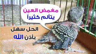 حل فعال لمشكلة نتف ريش الفروخ عند البادجى budgie birds