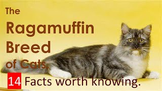 Ragamuffin breed of cats. 14 facts worth knowing by My Pet Checkup 197 views 1 year ago 16 minutes