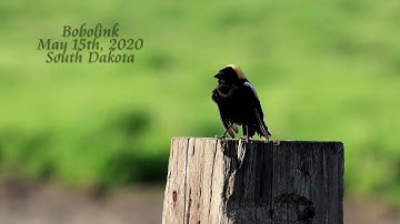 Singing Bobolink (Dolichonyx oryzivorus)