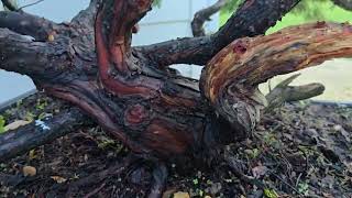 видео: Крупные новости об этом огромном бонсае картинка: Крупные новости об этом огромном бонсае