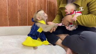 Pity Newborn Baby Monkey Sc@re Marry B-ite Her