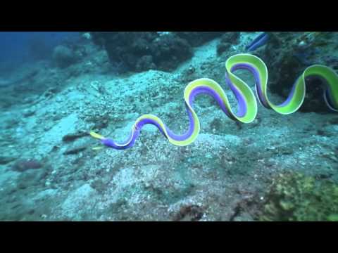 Thumb of Ribbon eel video