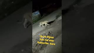 Up Ke Binor Gao Me Sher