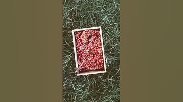 Grape & Arrow: The Loop. Will ithit? #superzoom #loop#infinite#relax#imagine#closeup#transition