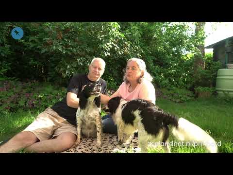 Video: Walliese Springer Spaniel Honderas Allergene, Gesondheids- En Lewensduur