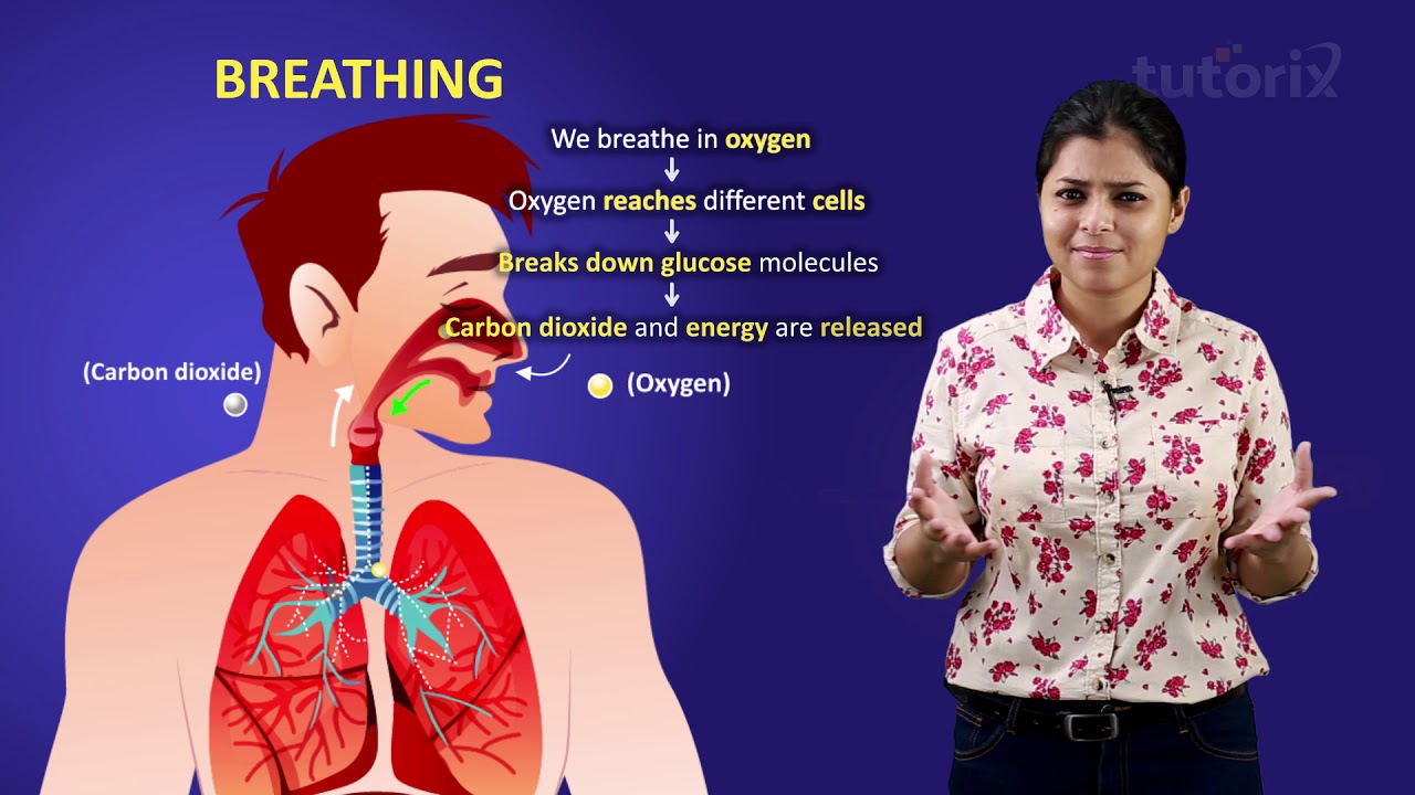 case study questions class 7 respiration in organisms