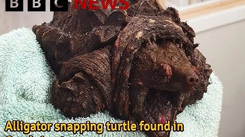 Alligator snapping turtle found in Cumbrian tarn | YT News