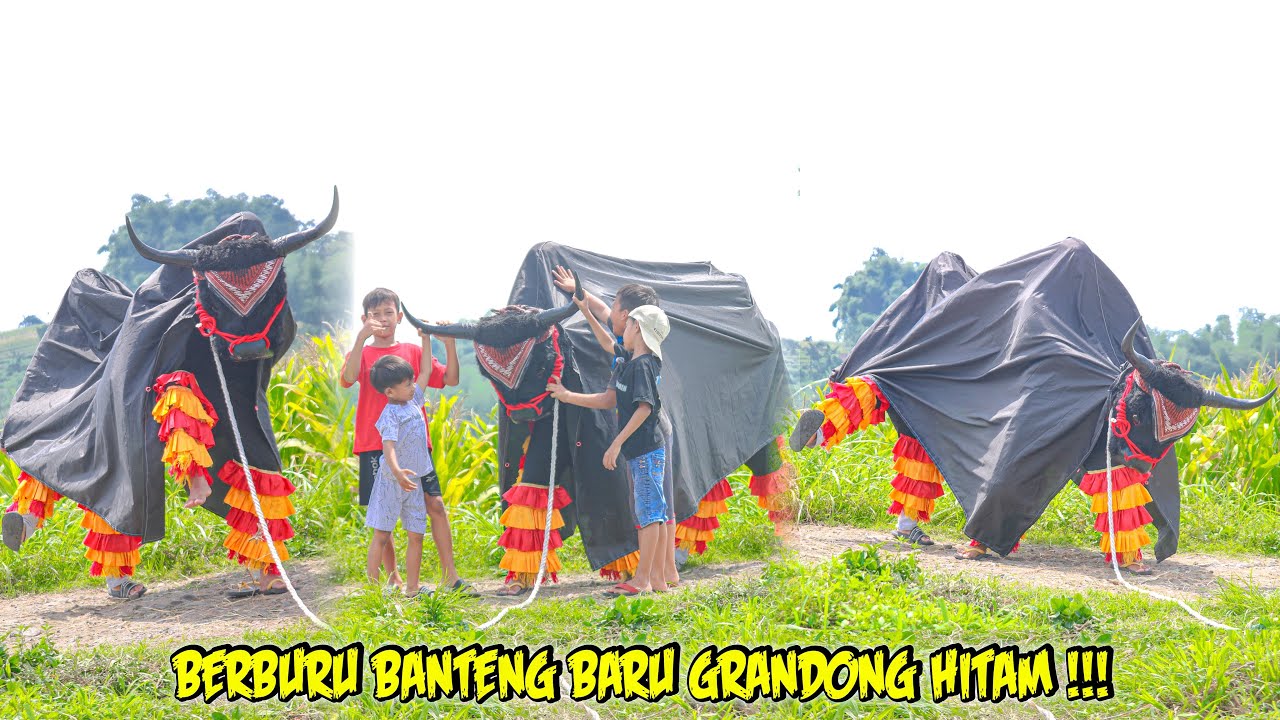 BERBURU BANTENG BARU GRANDONG HITAM 🐄😲‼️