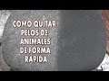 DIY COMO QUITAR PELOS DE ANIMALES DE LA ROPA DE FORMA RÁPIDA Y FACIL