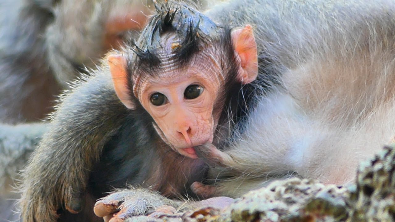 Baby Jagger enjoyed drink yummy milk mommy when mom Jinx sleep on ground.