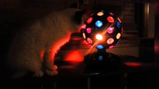 Birman Kitten vs Disco Ball by Binxby the Birman 136 views 10 years ago 1 minute, 18 seconds