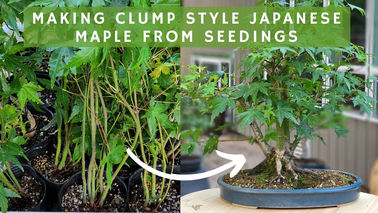 Making Clump Style Japanese Maple Bonsai from Seedlings YouTube