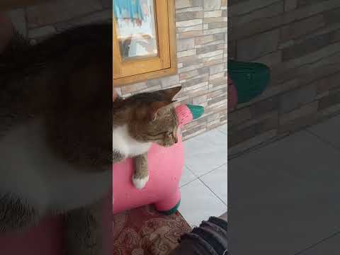 tos ibak mah kasep nya blu#shortvideo #cat #pecintakucingkampung #catlover