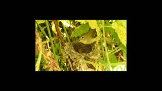 Lazuli Bunting 2 nesting 2026 short