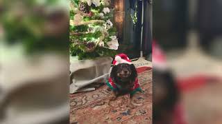Dog Smiles Through Pain of Wearing Christmas Sweater