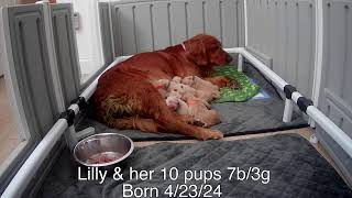 Lilly & Pups