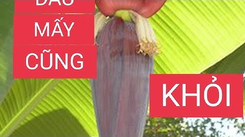 Chia sẻ cách trị đau lưng từ BẮP CHUỐI đau mấy cũng hết # nghề hạ bạc