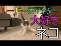 レーザーポインター大好きネコ