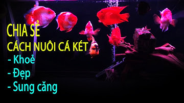 Chia sẻ cách nuôi cá két - Đẹp, khoẻ, hiền hoà, sung căng