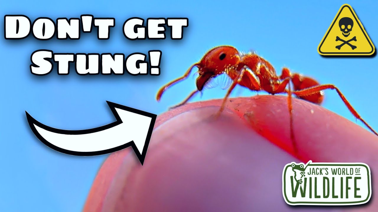 The DEADLIEST INSECT STING On EARTH!? - YouTube