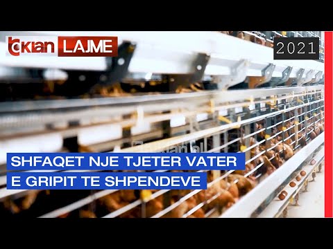 Video: Zogjtë E Infektuar Shmangin Njëri-tjetrin - Transmetimi I Gripit Të Shpendëve