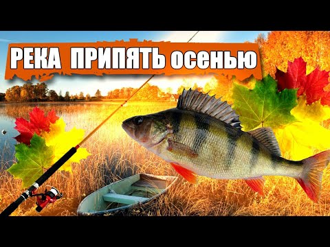 РЕКА ПРИПЯТЬ ОСЕНЬЮ | ОКУНЬ НА ТАНТУ | КОПТИМ РЫБУ