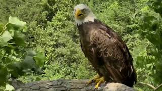 Decorah Eagles 7-4-18 Mom, DM, Eaglets on Y, N1