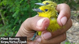 Pikat Burung Sirtu/Sirpu/Cipoh Pakai Mp3