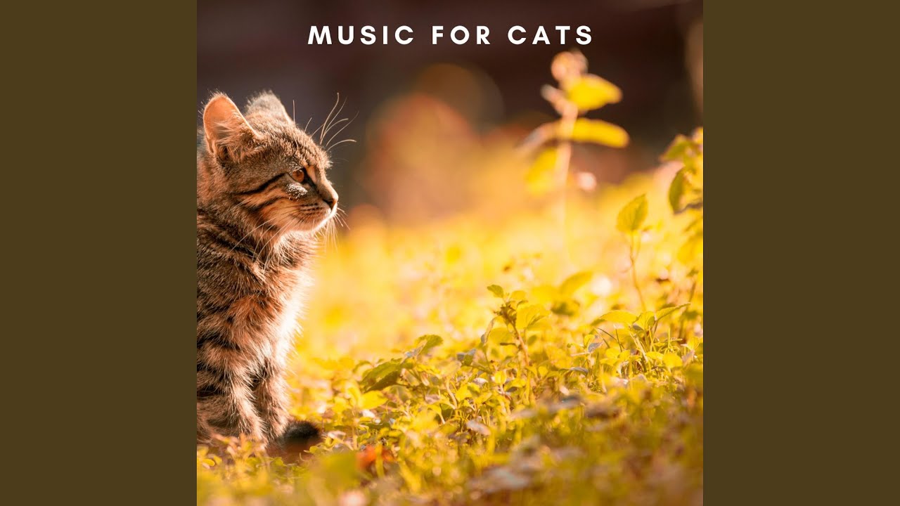 Kitten Music - YouTube