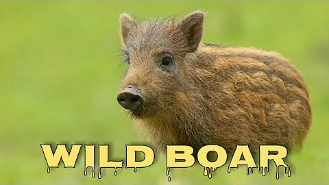 Wild boar sounds