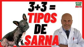 ¿Cómo saber si su perro tiene ácaros de la sarna?