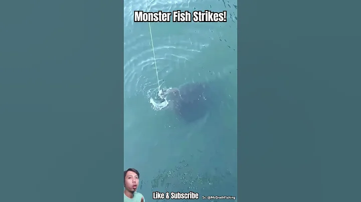 Huge Goliath Grouper ATTACKS Live Bait! Unbelievable Fight!