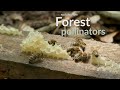 Forest pollinators