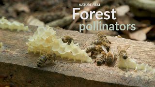 Forest pollinators screenshot 4