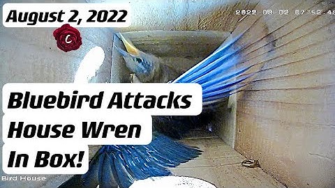 Female Bluebird Attacks House Wren In Box | 2022
