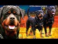 ROTWEILER | Poderoso perro para guarda, defensa y compañia 【Historia, caracteristicas y cuidados 】