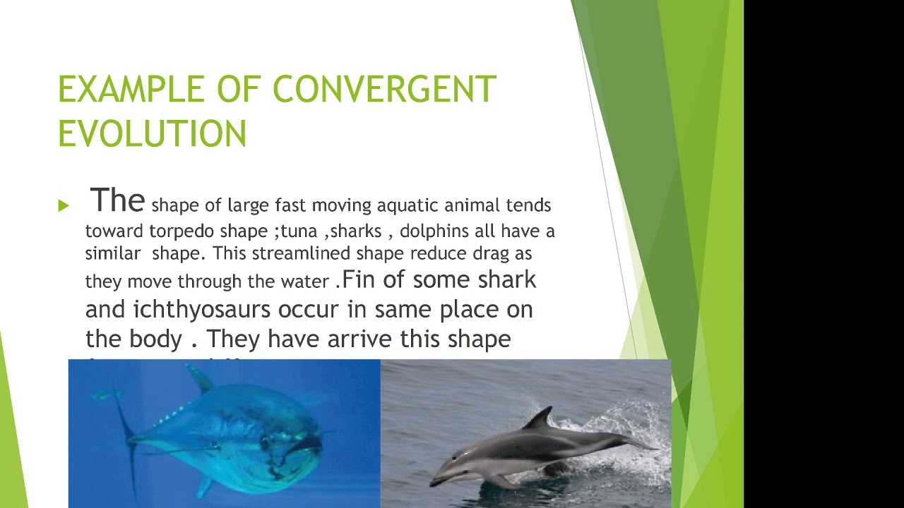 Convergent Evolution Explained Part I YouTube Convergent Evolution Explained Part I YouTube